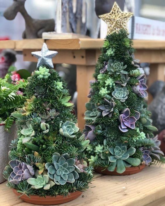 Christmas Tree succulent – Goat Life Farm