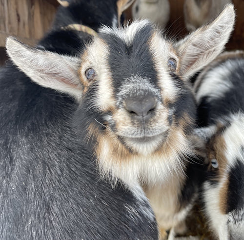 Sip and stroll at the farm