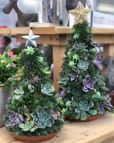 Christmas Tree succulent