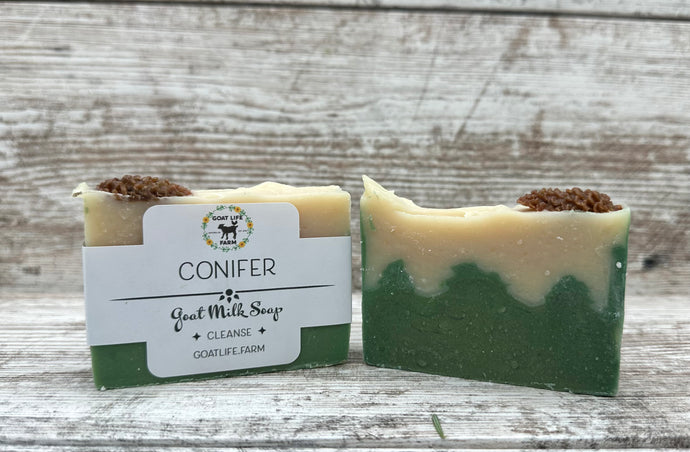 Conifer