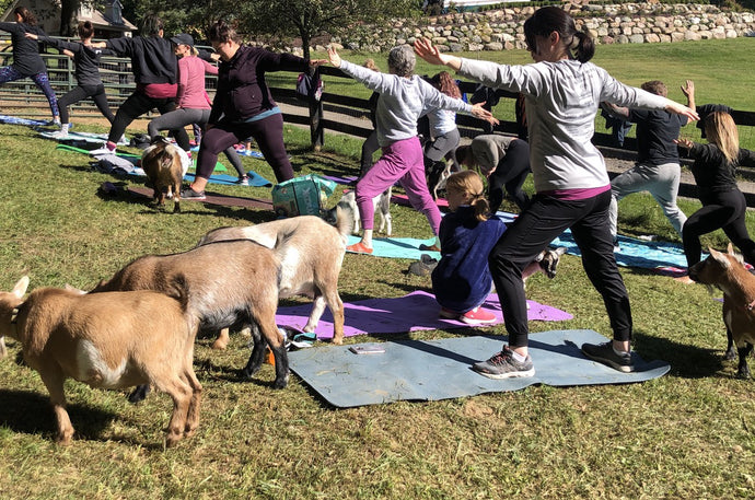 Goat Yoga Experience