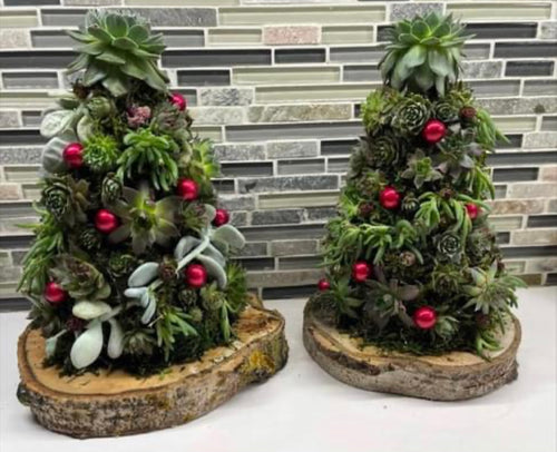 Succulent Christmas tree